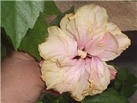 8ef26900-Picture 014.jpg